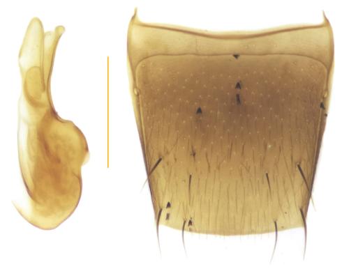 Réf. 352 343 : Acrotona pseudotenera